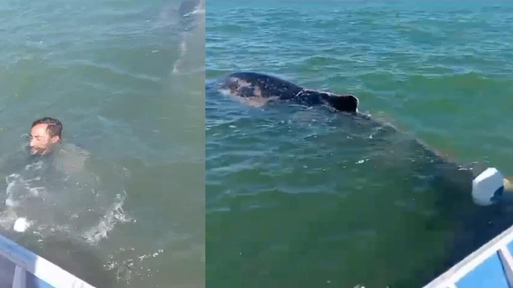 Baleia-jubarte é encontrada presa em rede de pesca em SC