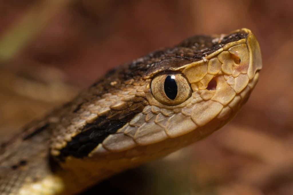 Jararaca é encontrada ”descansando” em cama e assusta casal em SC