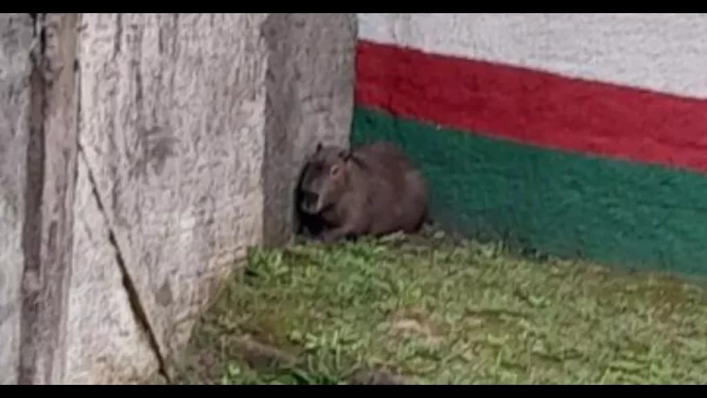 Capivara causa medo e impede acesso para visitantes em presídio de SC