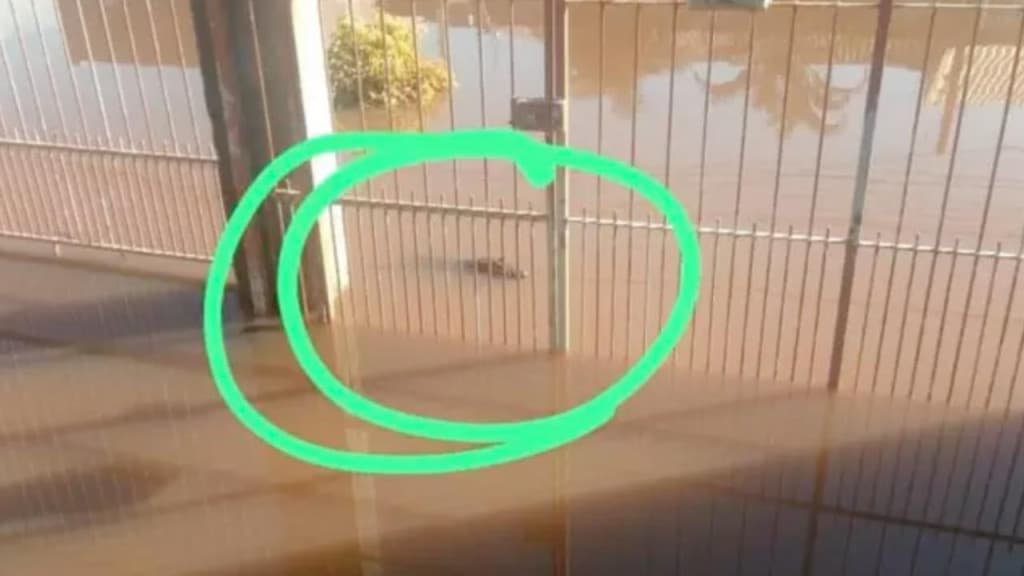 SUSTO: Jacaré é visto em rua alagada por enchente em Porto Alegre