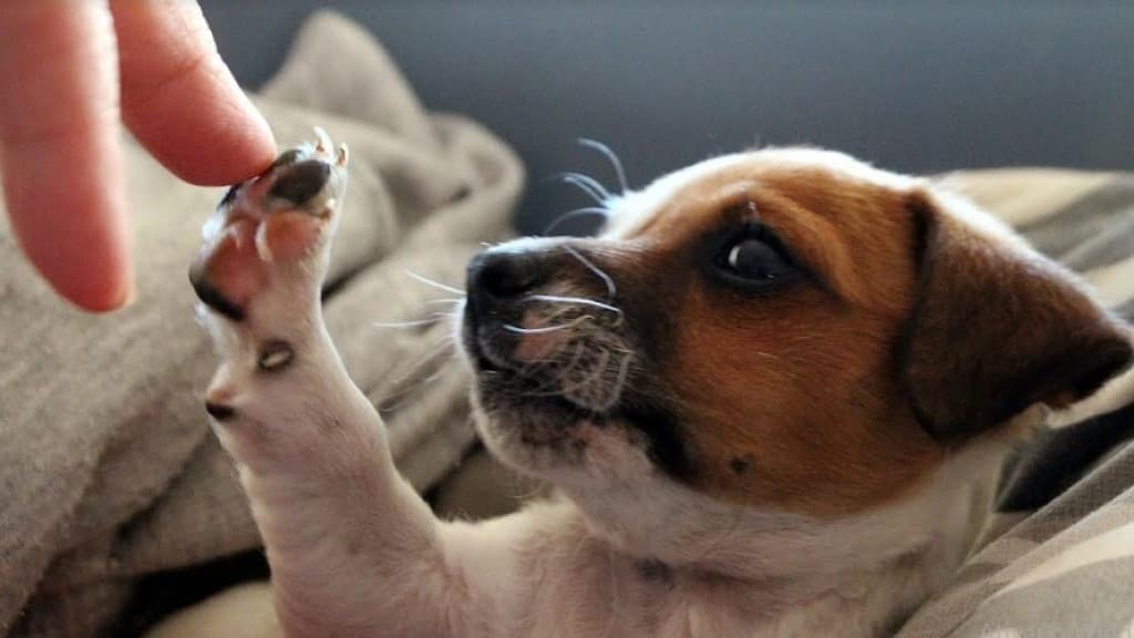 Acusada injustamente de “furtar” cão perdido, mulher ganha indenização