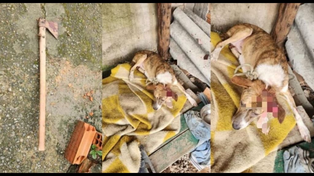 Homem furioso é preso após matar cachorro com machadada