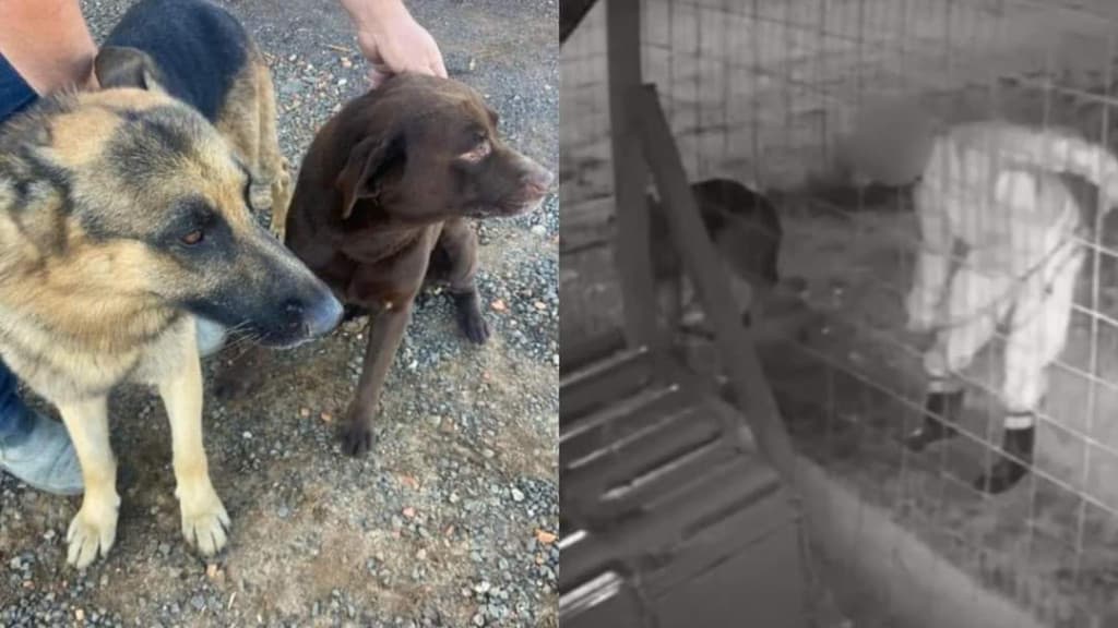 Ladrão se arrepende e devolve cães furtados em SC