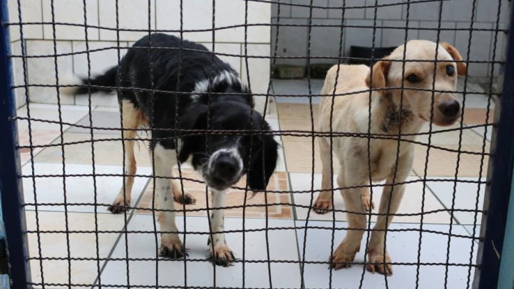 Veterinários de canil municipal de Itajaí são afastados suspeitos de maus-tratos