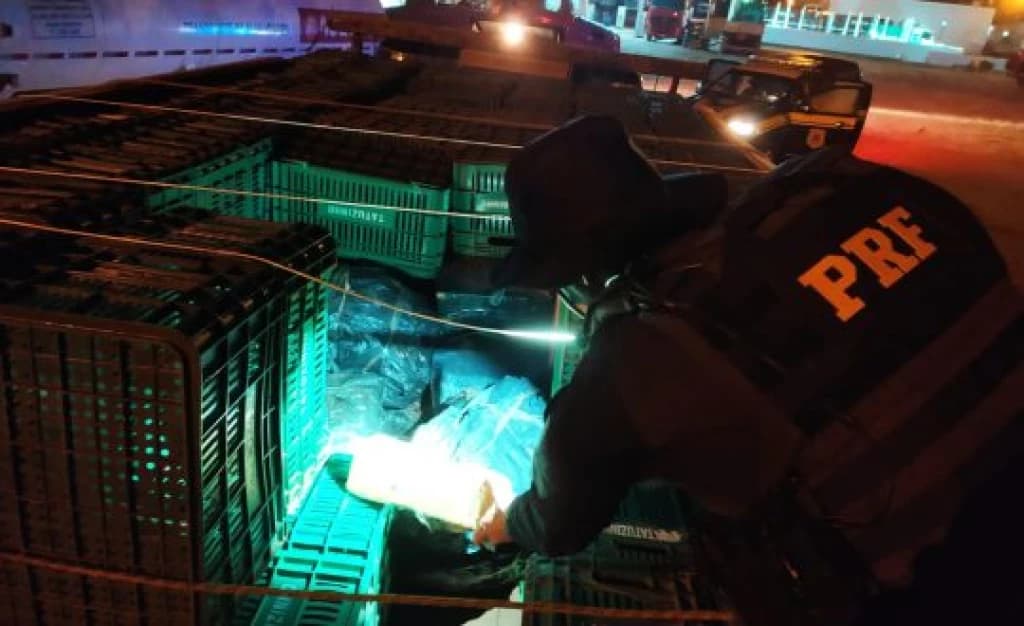 Maior apreensão de maconha do ano em SC estava sob caixas de frutas