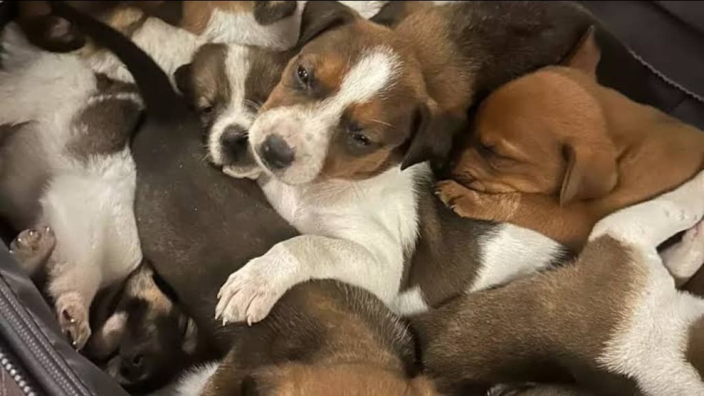 Filhotes resgatados de mala em SC abandonada encontram famílias amorosas