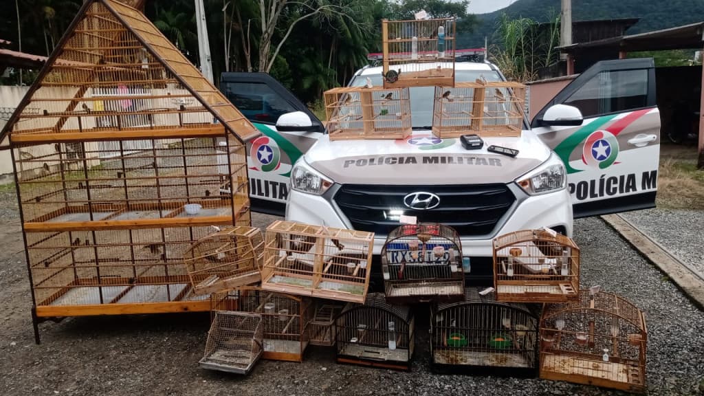 PM apreende aves silvestres em cativeiro ilegal em Itapema