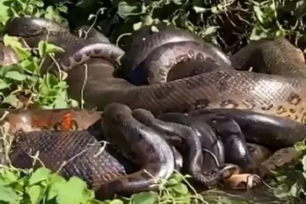 VÍDEO: Pescador flagra “festinha” com 14 sucuris acasalando às margens de rio