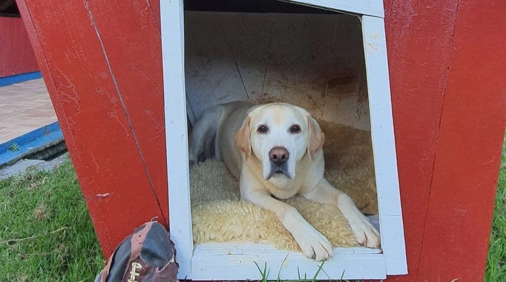 Mascote morre em incêndio que destruiu o Snow Valley, em São Joaquim