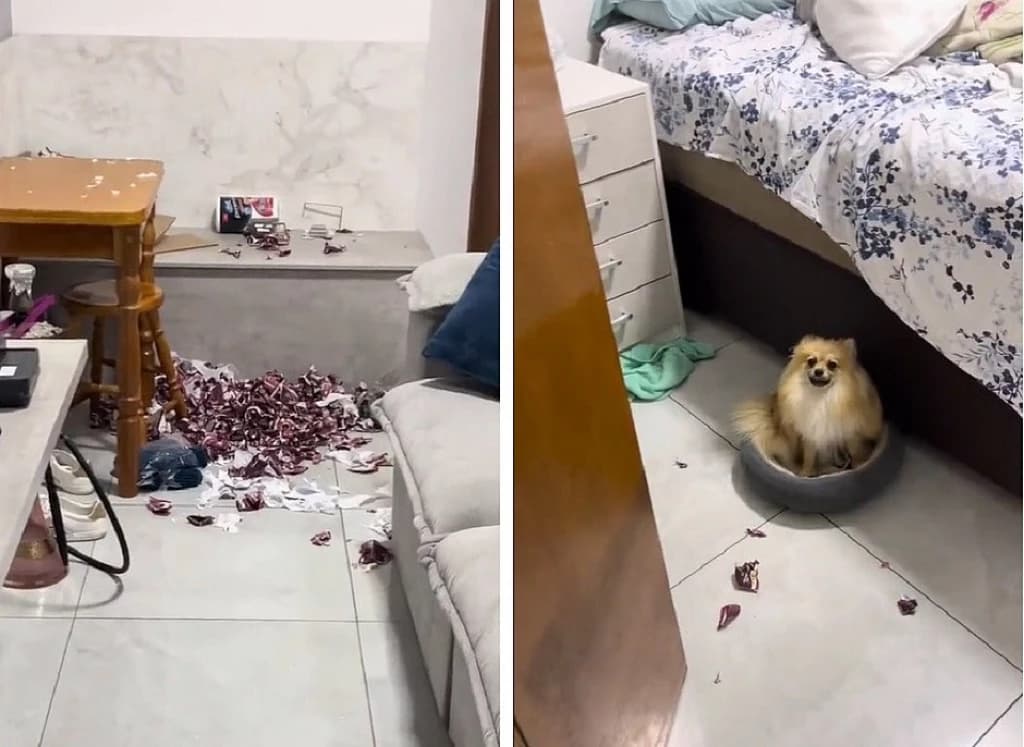 Casal tem prejuízo de quase R$ 1 mil após cachorro comer figuras da copa