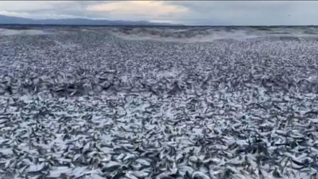 Praia amanhece forrada com um quilômetro de peixes