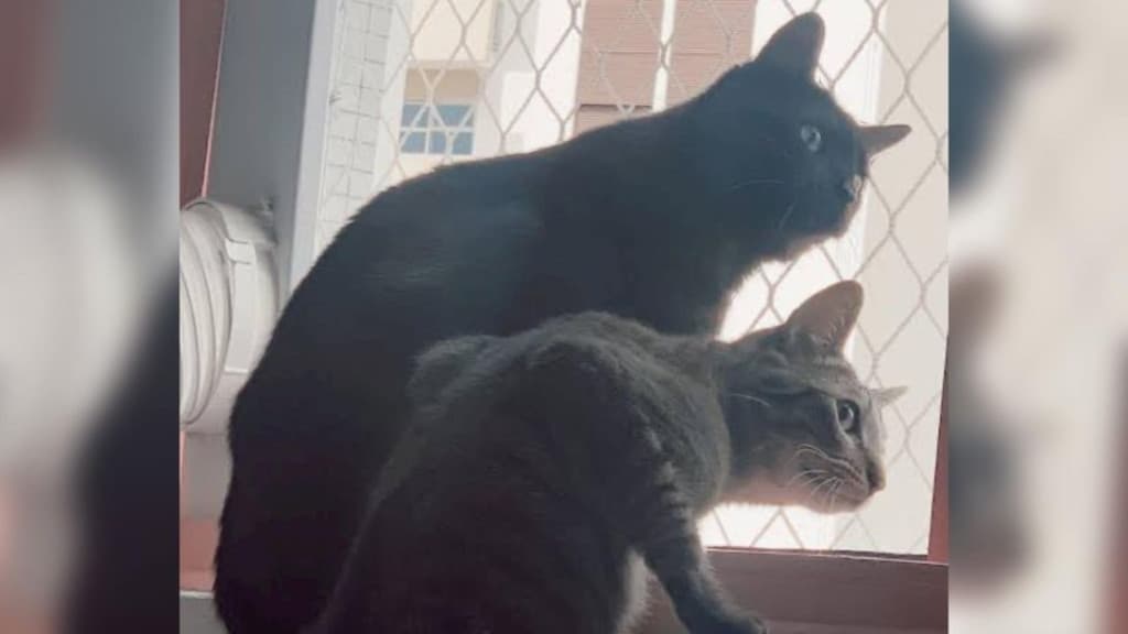 Mulher ameaça vizinha com faca no pescoço durante briga por causa de gatos