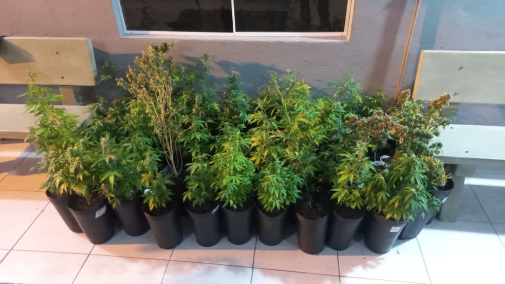 “É pra consumo próprio”, diz rapaz preso com quase 60 pés de maconha em Itapema