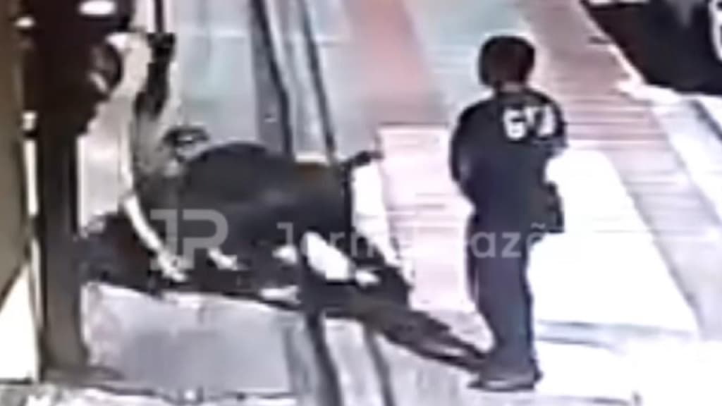 “Botou pra dormir”: criminoso foragido leva a pior ao tentar reagir à abordagem em Florianópolis