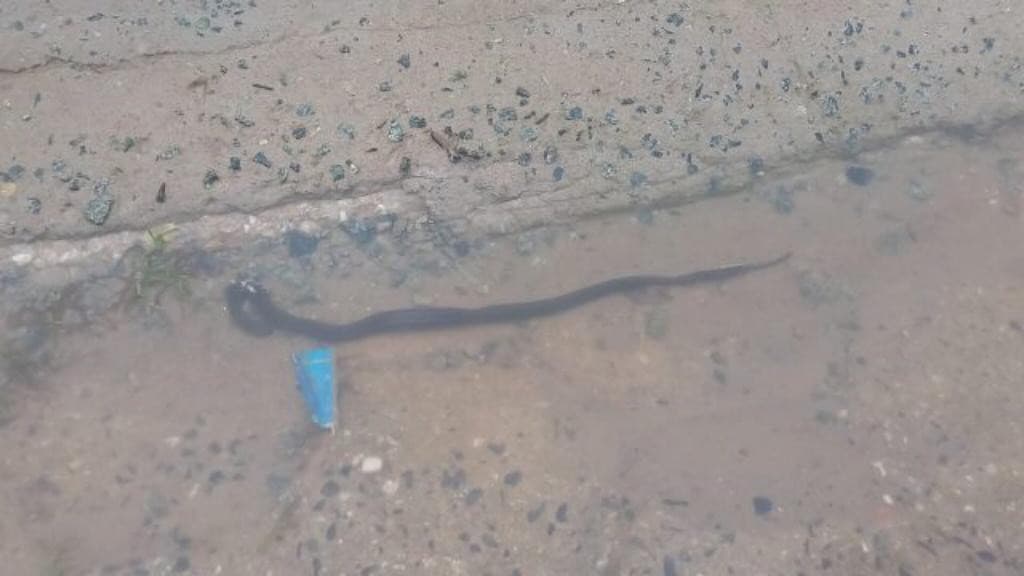 Mulher encontra cobra em frente a residência após alagamento em rua