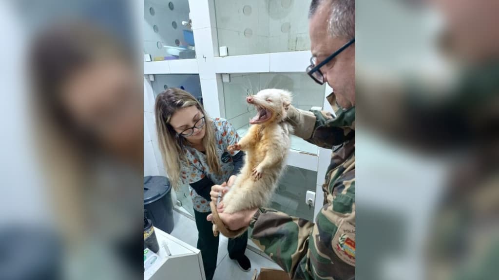 Gambá com condições genéticas raras é resgatado em Santa Catarina