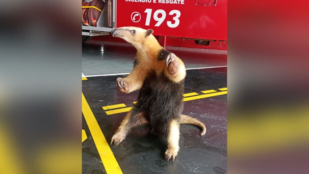 Tamanduá-mirim é capturado em quintal de residência dentro da casinha de cachorro