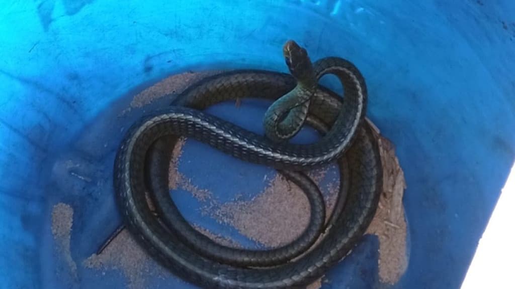 Cobra é encontrada dentro do motor de carro em estacionamento de empresa