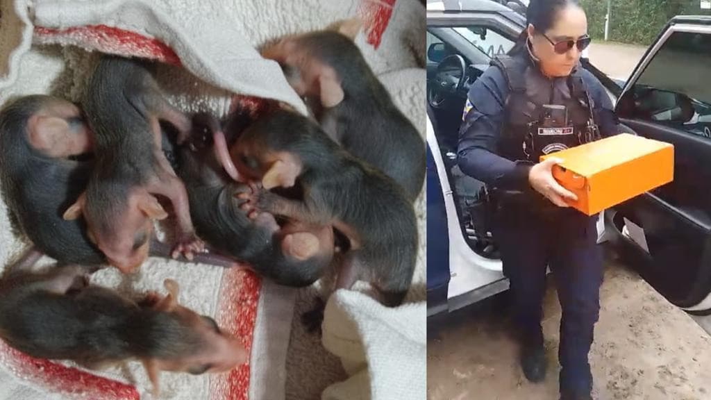 Filhotes de gambás são resgatados após mãe ser atacada por cachorro