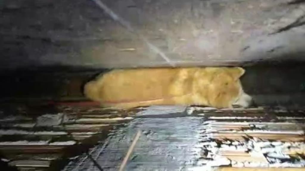 Cão fica preso em vão de 40 centímetros por horas e mobiliza bombeiros