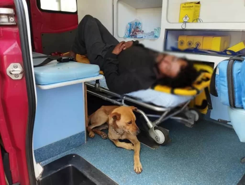 Homem é agredido e cachorro acompanha dono até hospital
