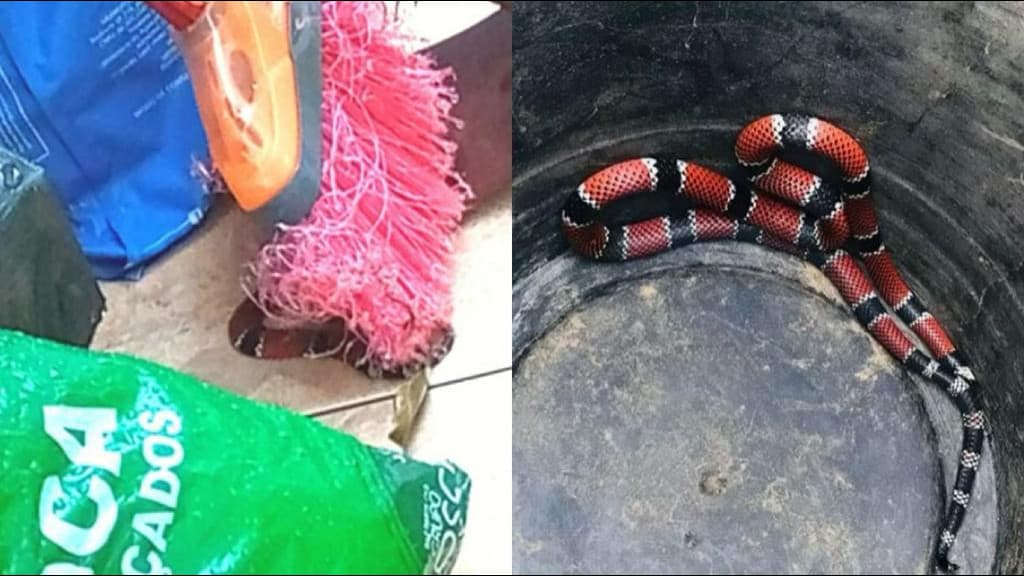 Cobra-coral é encontrada em quintal de residência, em Florianópolis