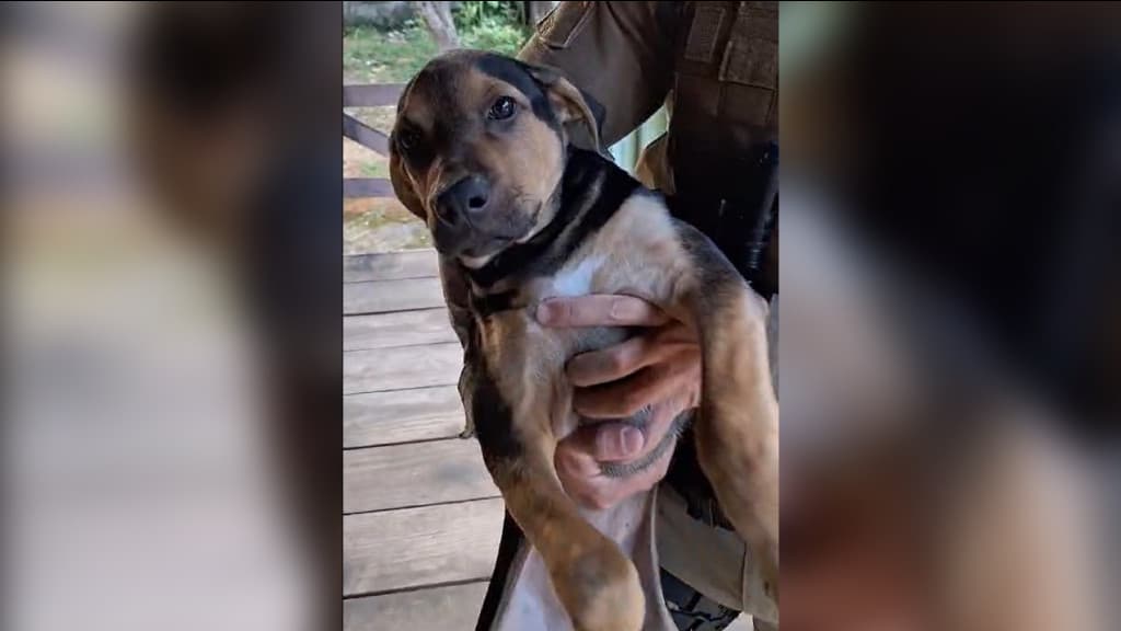 Homem é preso após gravar vídeo espancando cachorro e publicar nas redes sociais