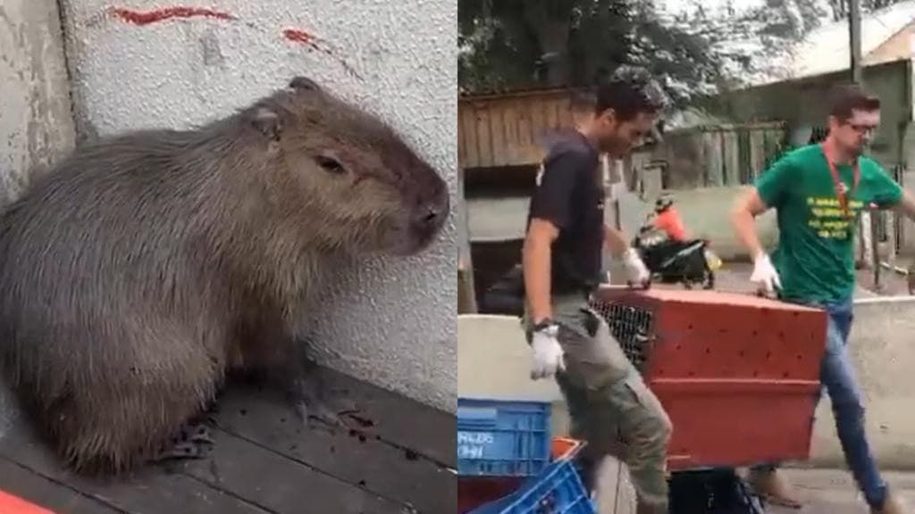 Filhote de capivara é atacado por cães em Tijucas