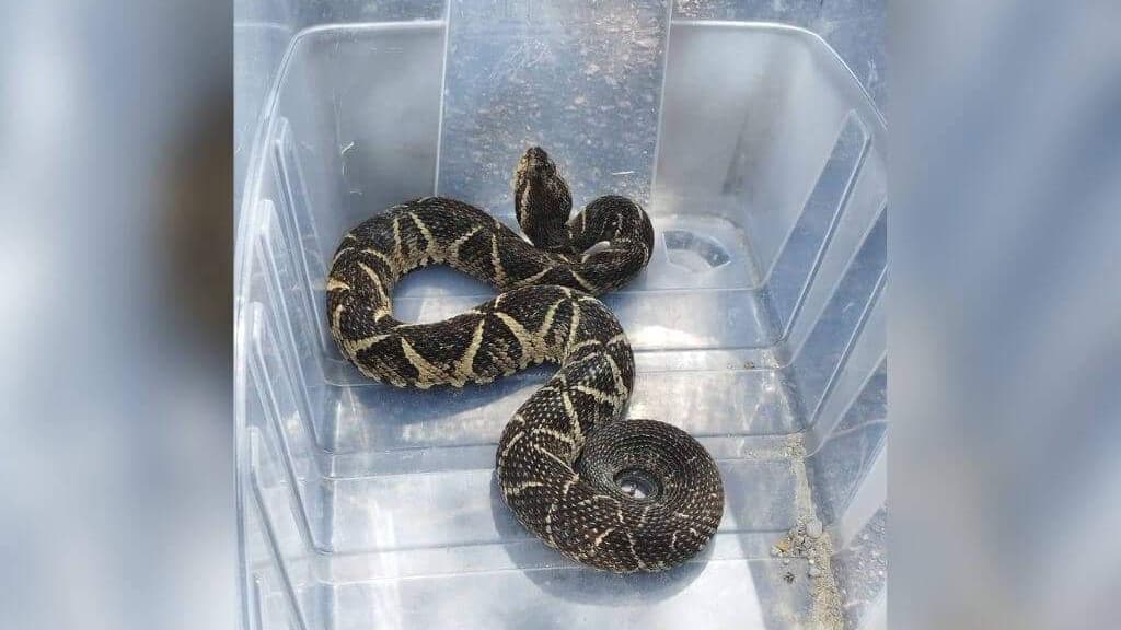Jararaca é encontrada dentro de residência em Florianópolis