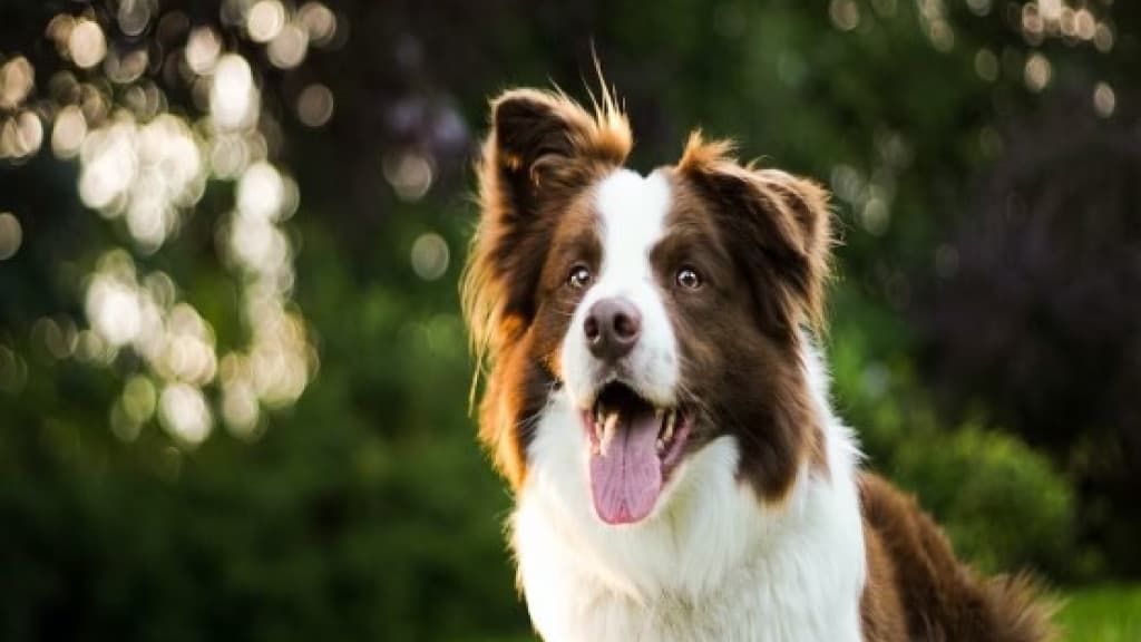 Passageiro impedido de viajar com cão de apoio emocional ganha indenização