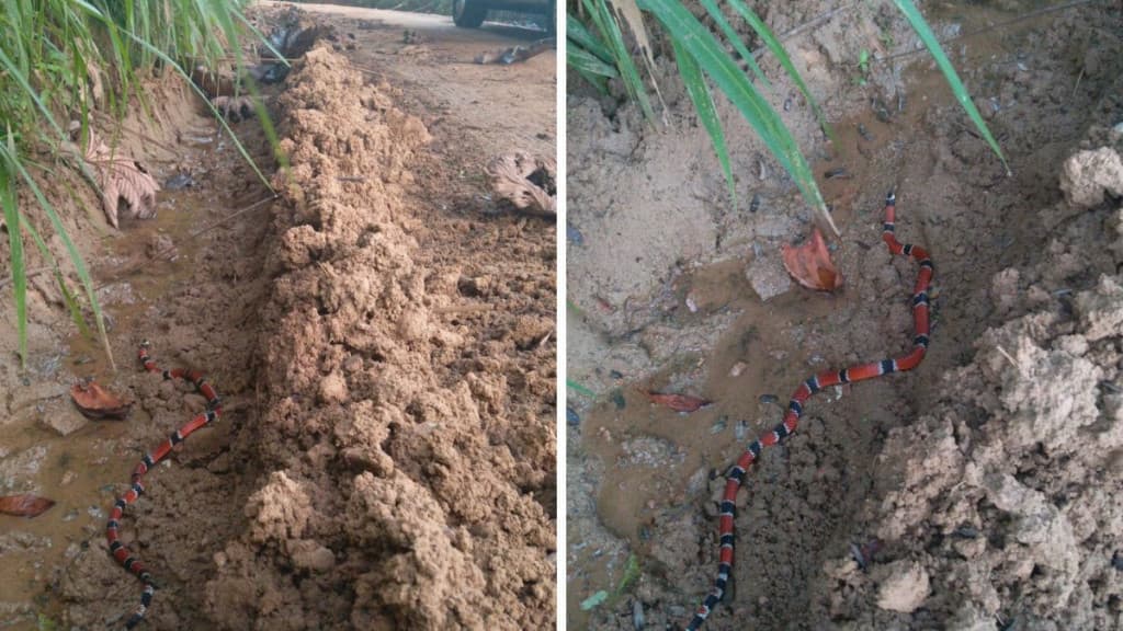 Uma das cobras mais perigosas do Brasil é encontrada em escola catarinense