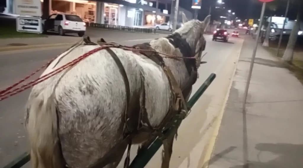 Carroça desgovernada assusta moradores em São João Batista