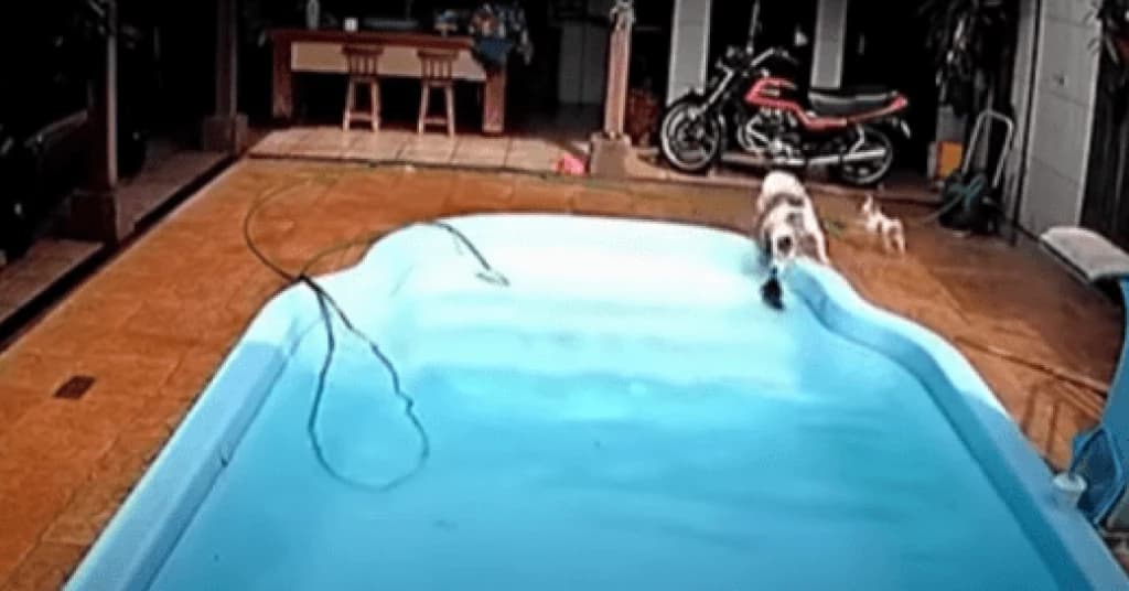 Filhote de chihuahua é salvo por pitbull após cair em piscina