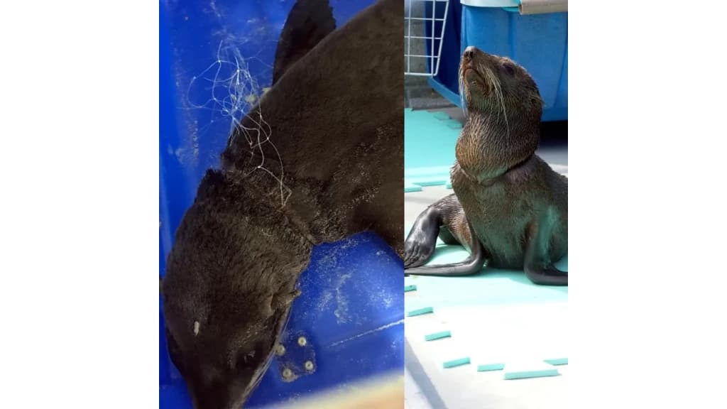 Lobo-marinho com cortes no pescoço causados por rede de pesca é resgatado em SC