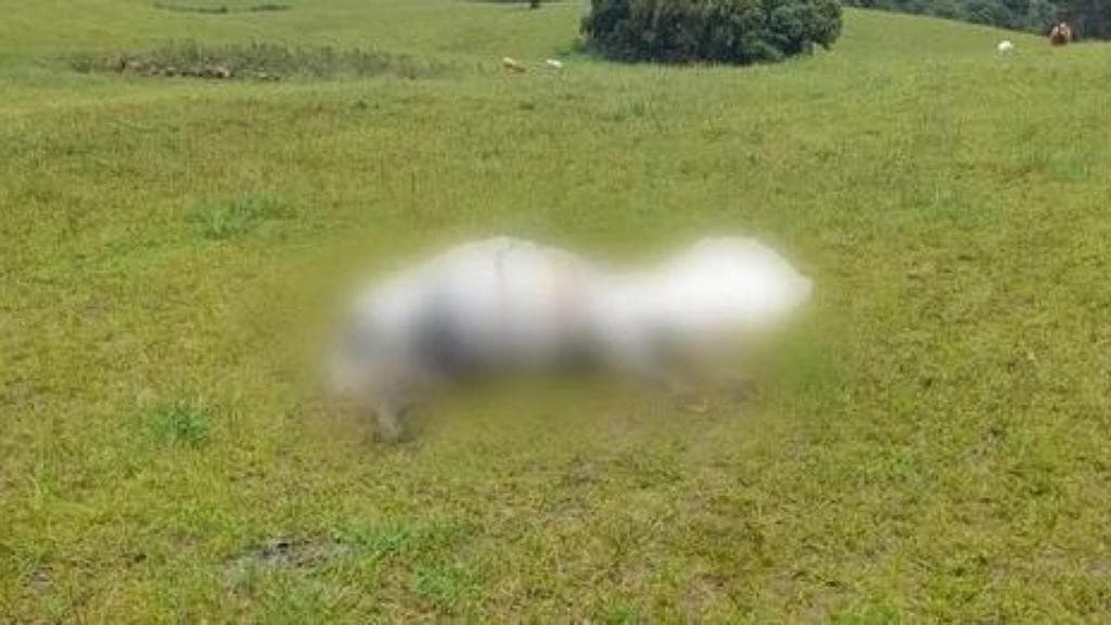 Homem e cavalo morrem atingidos por raio durante temporal