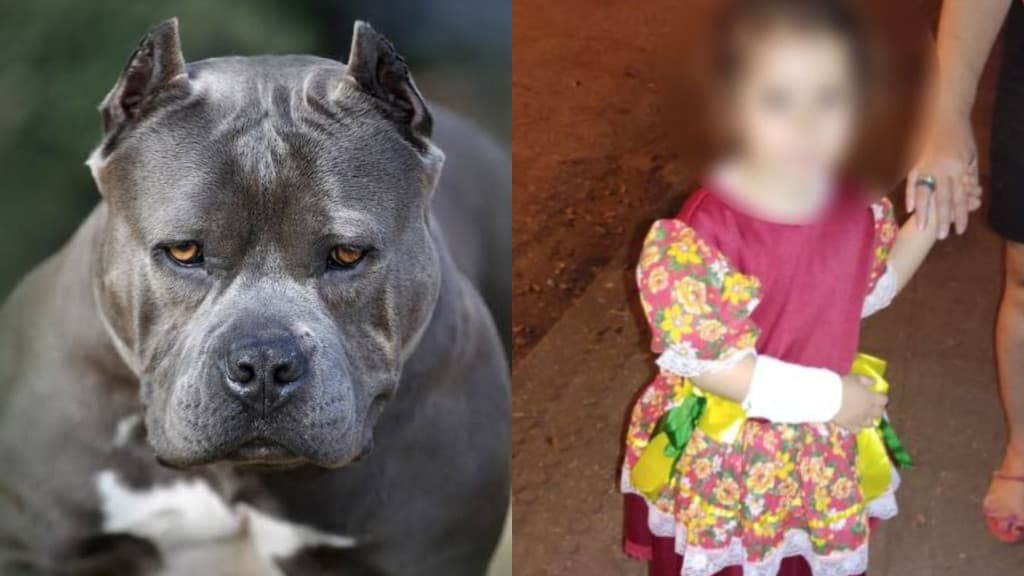 “Boi de Mamão” termina com criança atacada por cão enfurecido, em Florianópolis