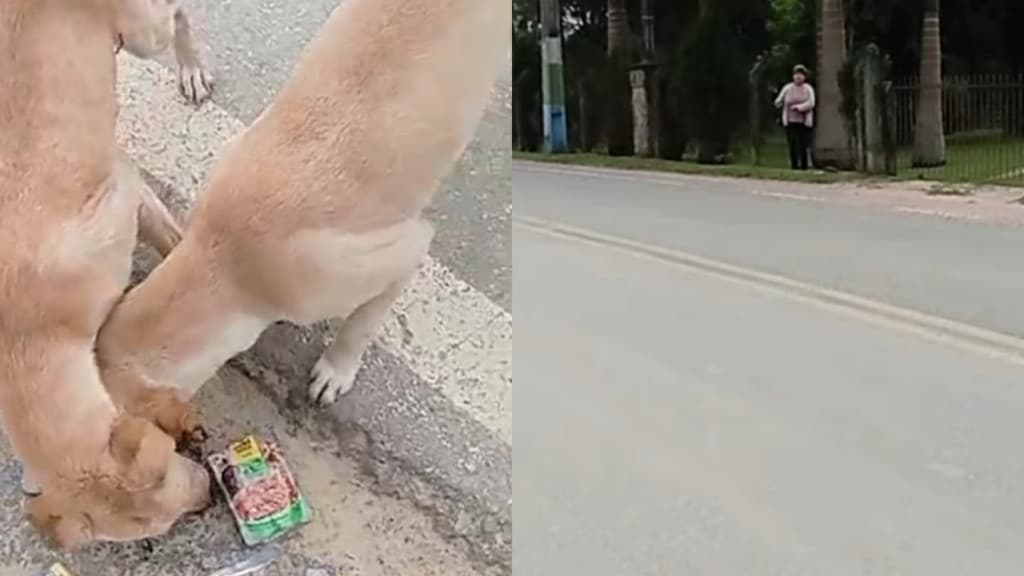 Mulher é perseguida e ameaçada após dar comida para animais de rua