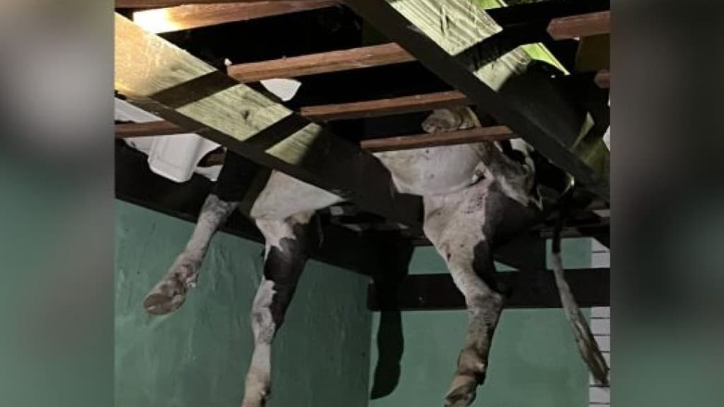 Vaca vai parar em cima de telhado e moradores se perguntam como