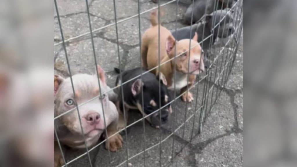 Polícia desmantela ninho de crueldade em criadouro ilegal de pitbulls em SC