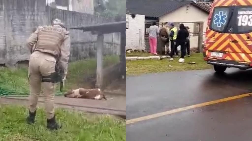 Pit bulls são sacrificados após trabalhador cair em terreno e ser devorado