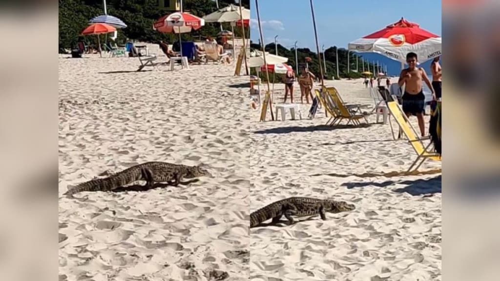 Jacaré surpreende banhistas ao atravessar praia movimentada de SC