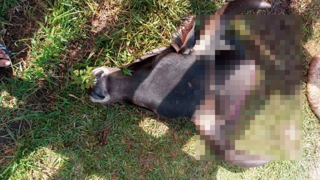 Homem se desespera ao encontrar boi decapitado em Tijucas