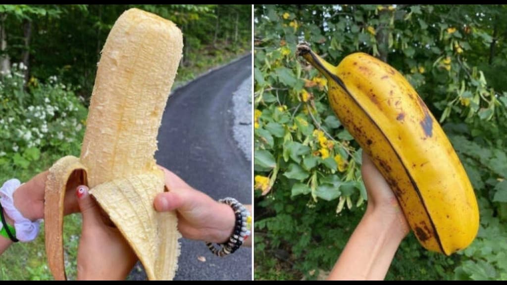 Bananona gigante viraliza nas redes sociais e gera curiosidade sobre a espécie