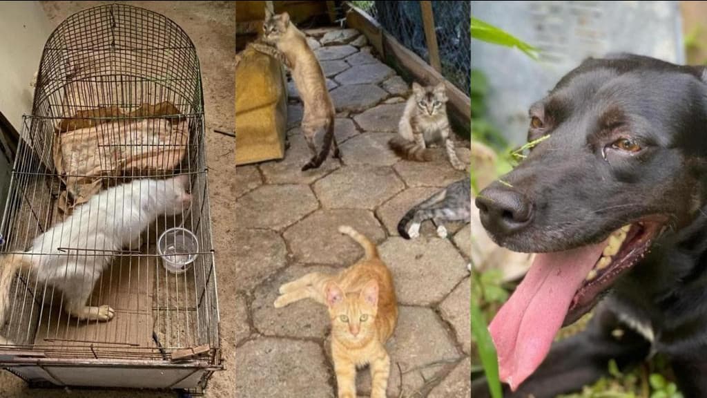 “Comiam gato que morreu para sobreviver”: 18 gatos e 5 cães são resgatados com “protetor”
