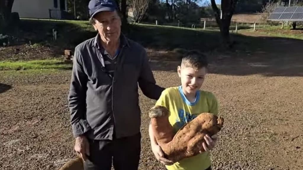 Idoso colhe batata-doce gigante com mais de 9kg em SC