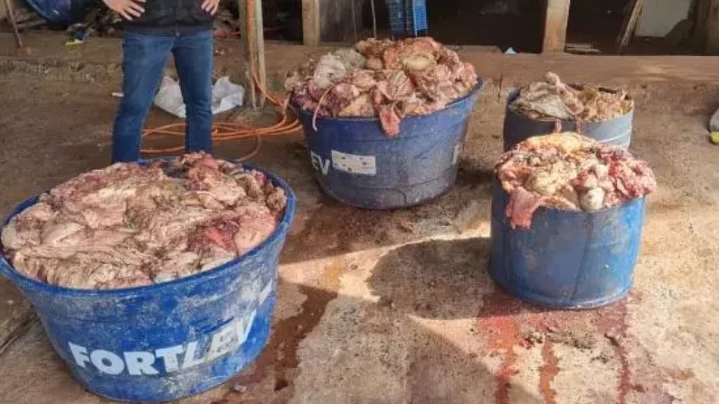 Polícia encontra carne clandestina pronta para venda em SC