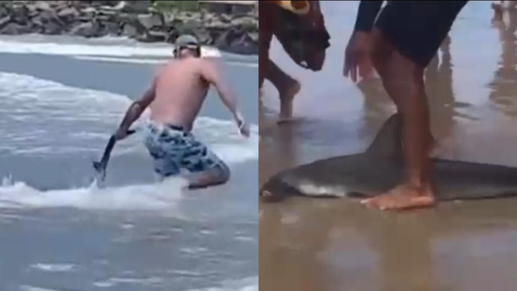 VÍDEO: Tubarão provoca susto e correria em praia de Santa Catarina