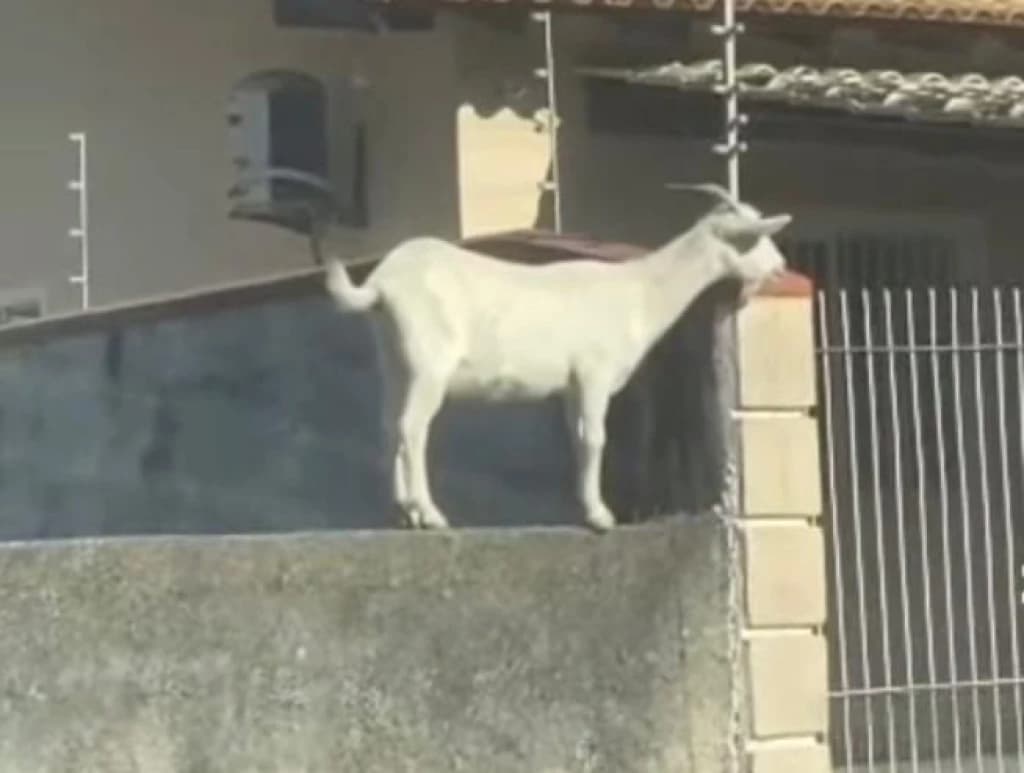 Cabra fofoqueira de Itapema viraliza nas redes sociais