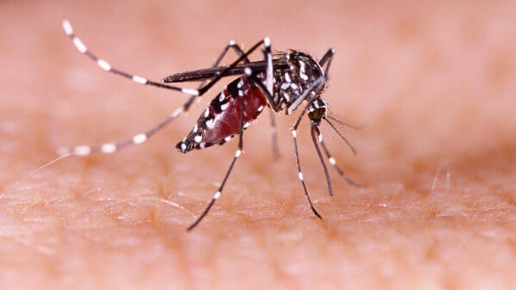 Dengue mata paciente em São João Batista e preocupa autoridades