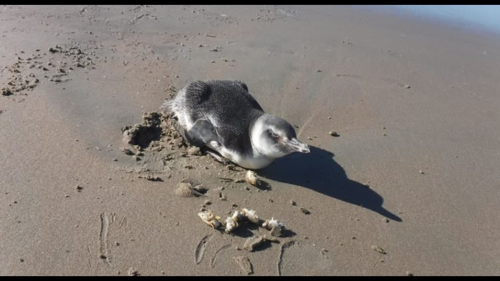 Pinguins são resgatados após se perderem e encalharem em praia de Santa Catarina